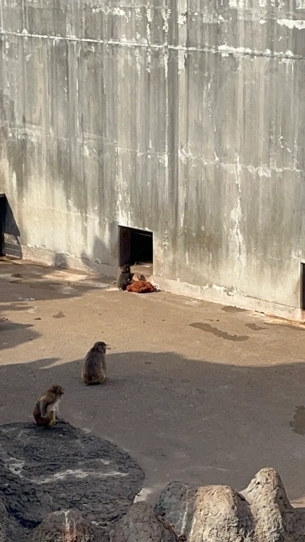 Punch snuggling with his favorite plushie